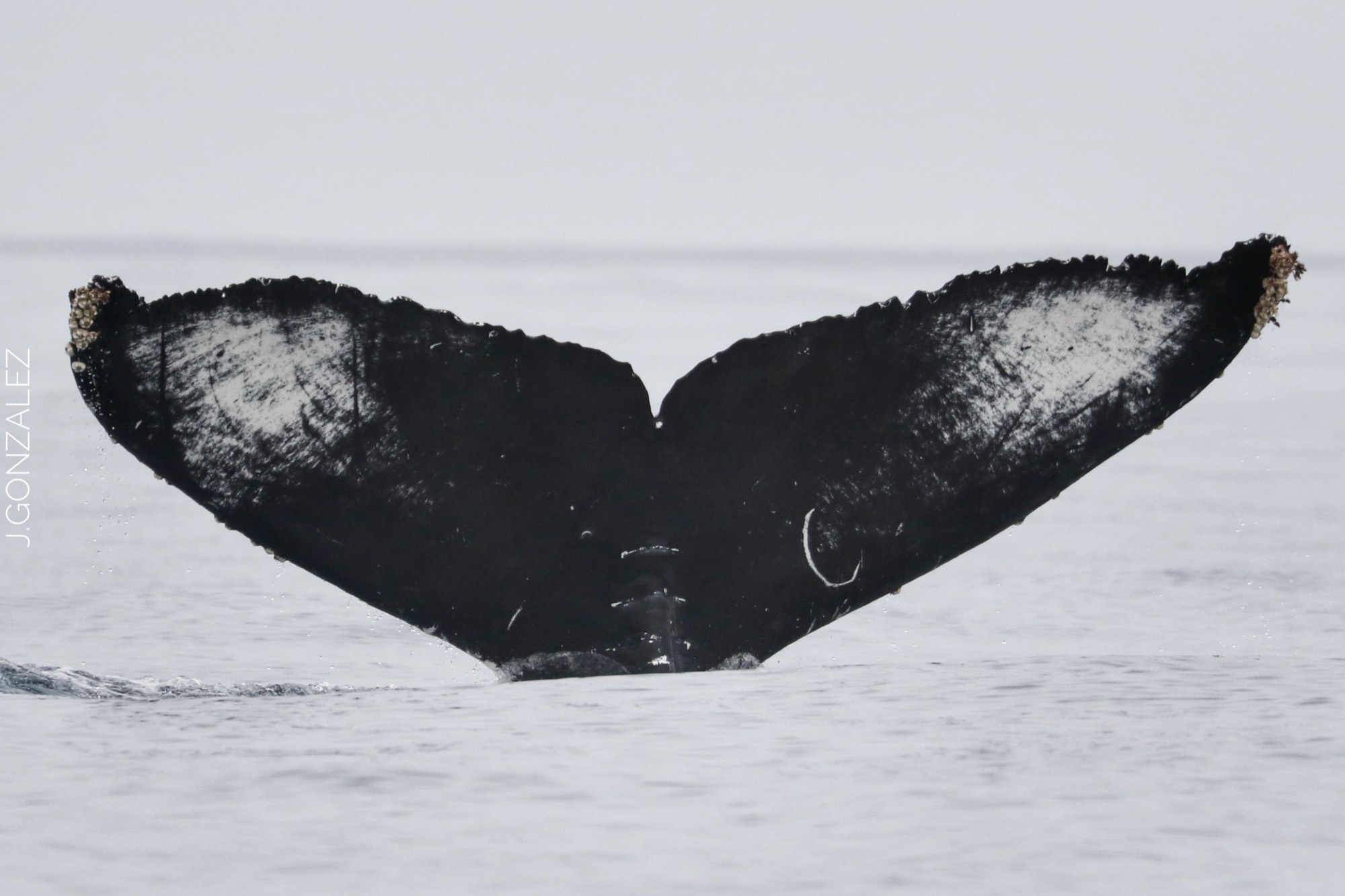 Cola de ballena