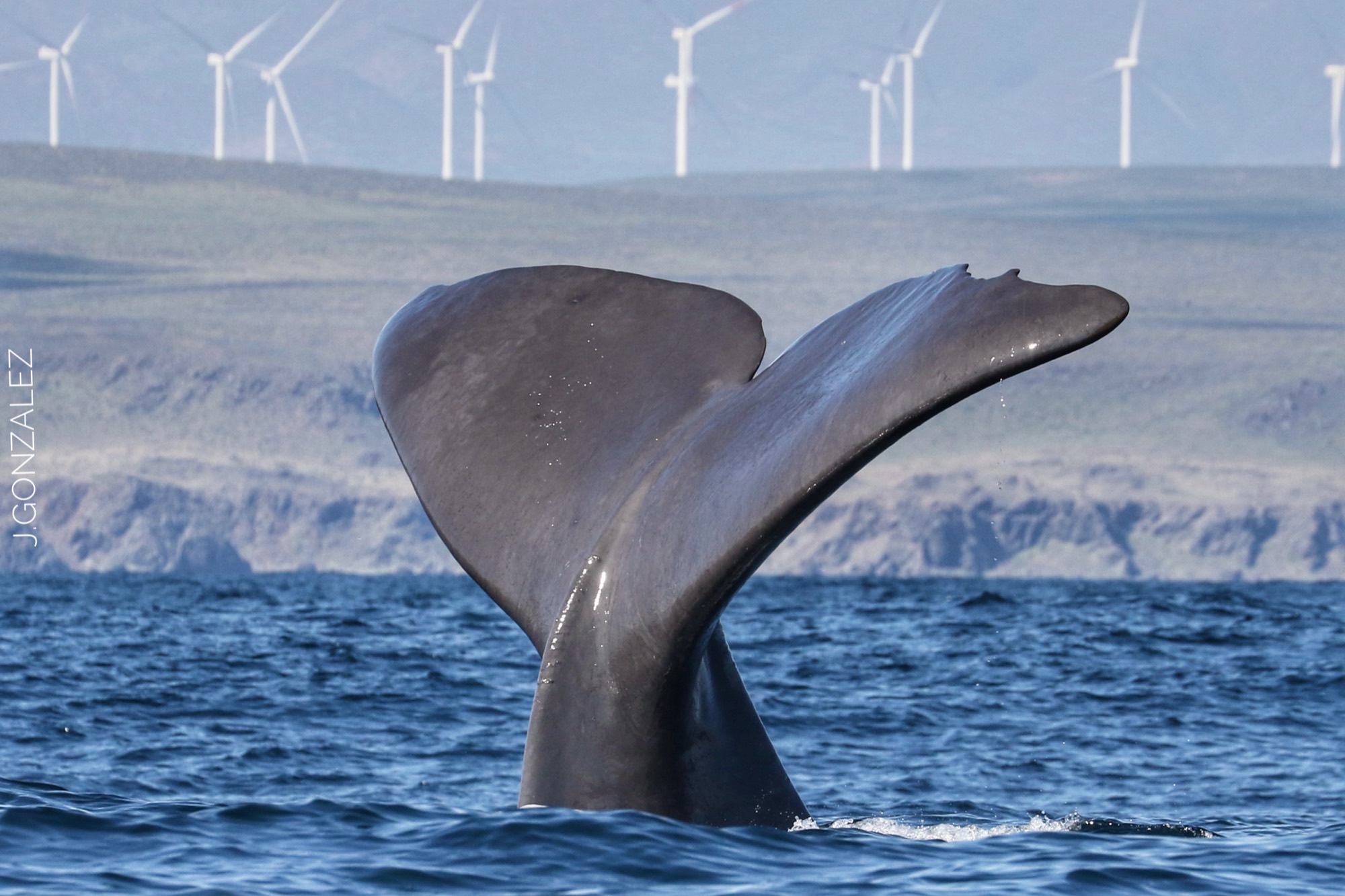 Ballenas