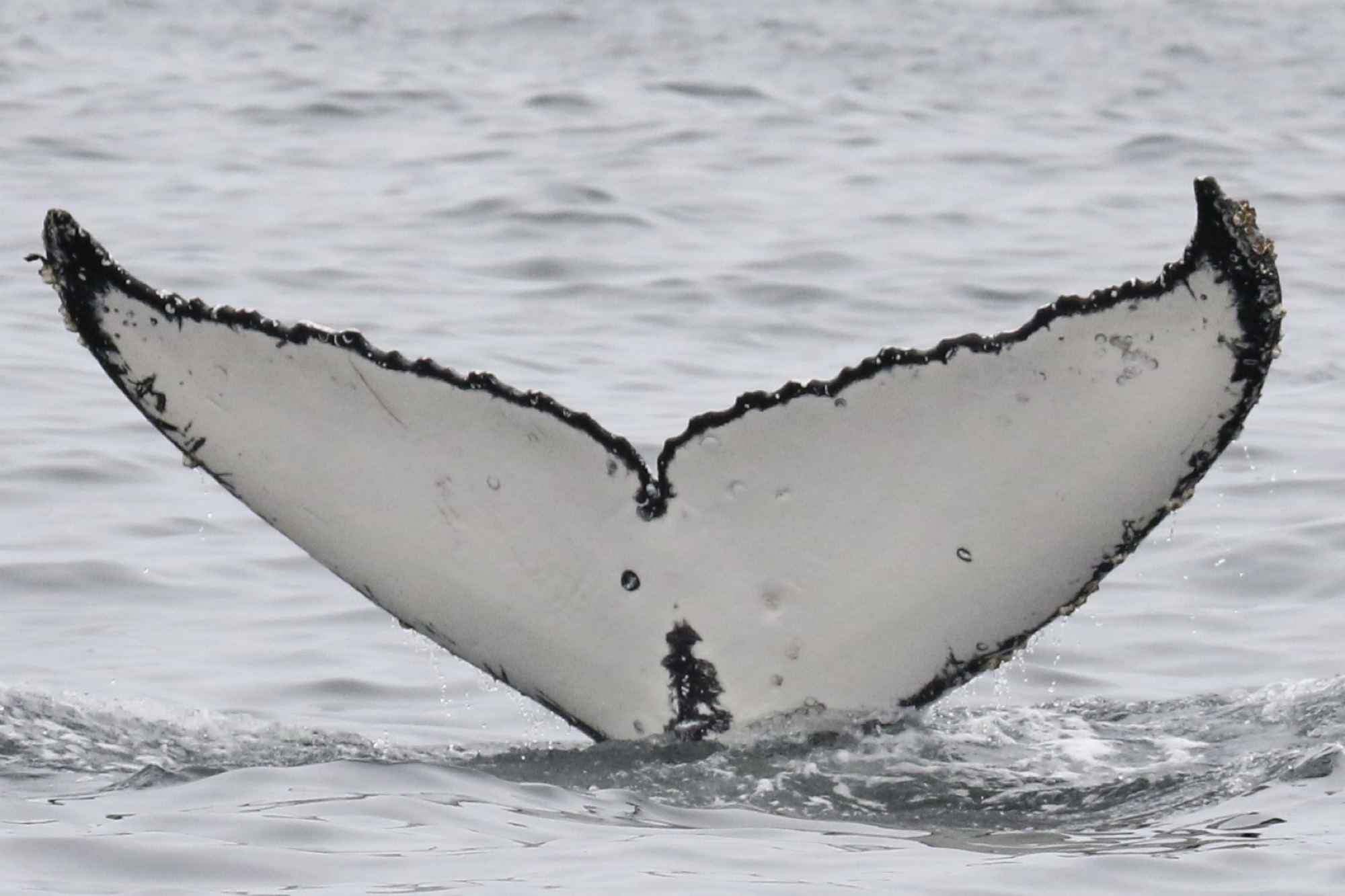 Cola de ballena jorobada