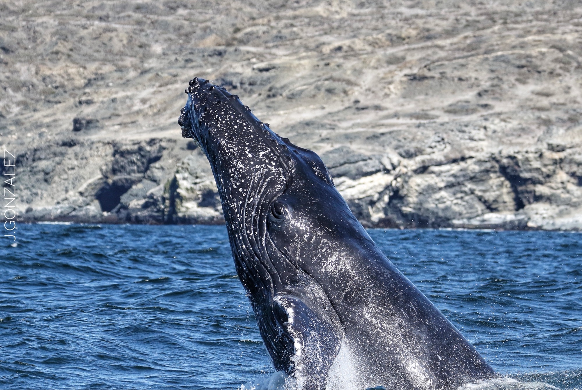 Ballena en pleno salto