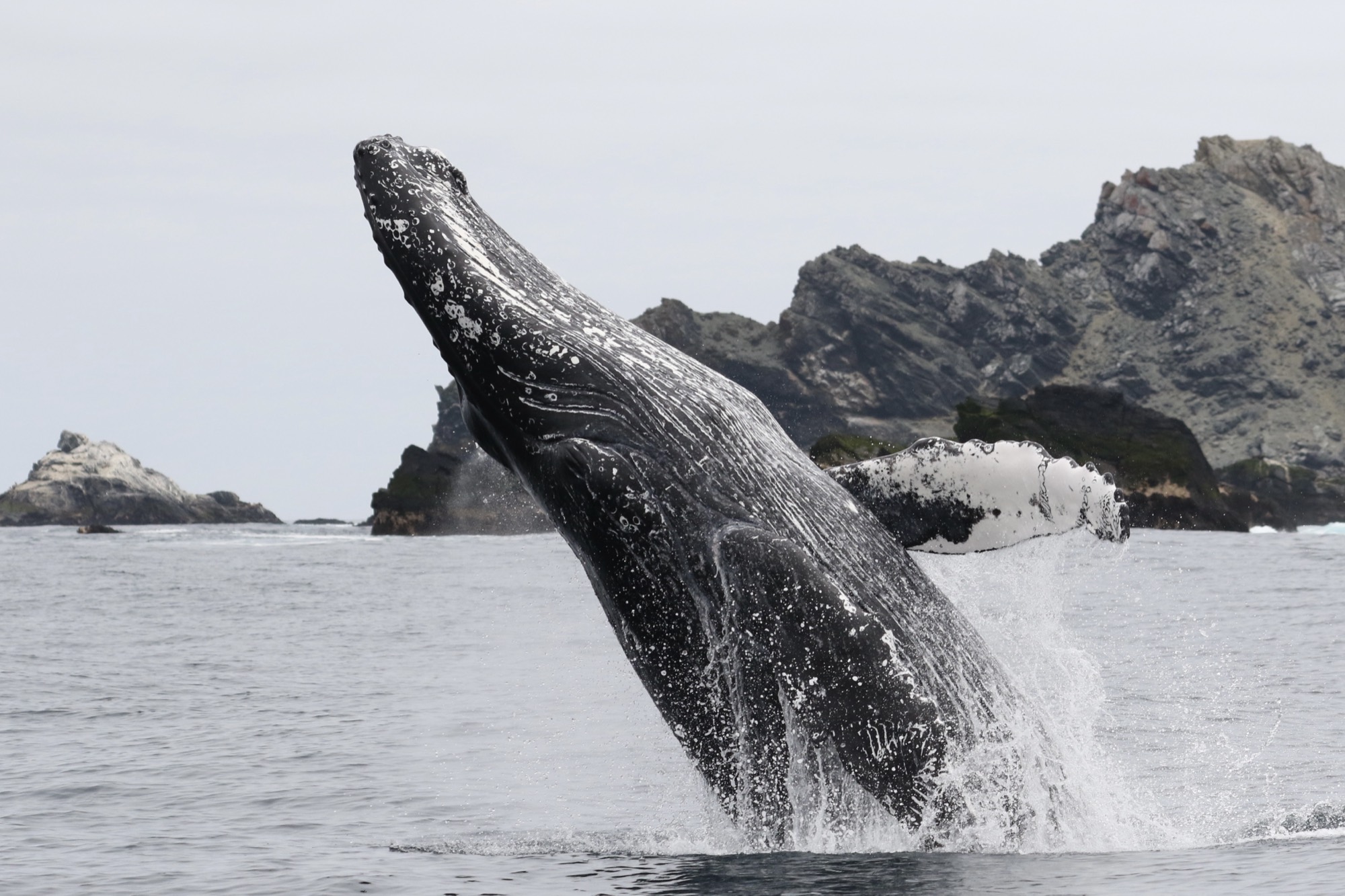 Ballena jorobada saltando