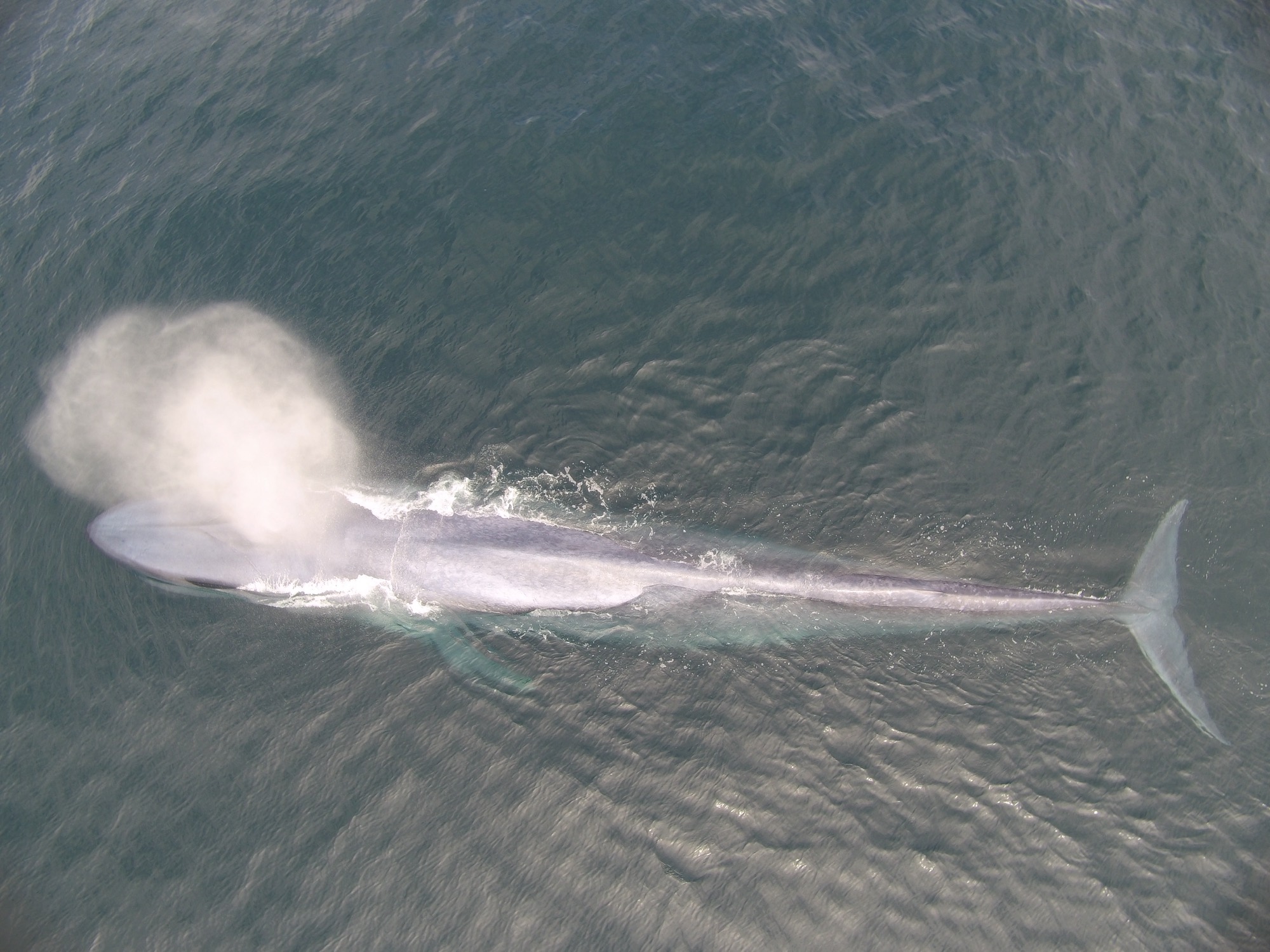 Soplido de ballena
