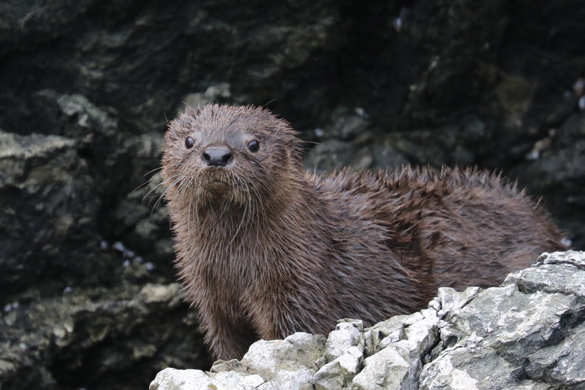 Chungungo (nutria marina)