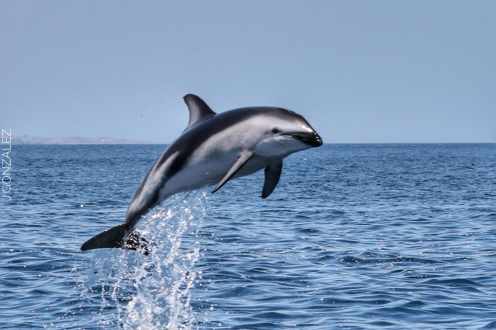 Delfines