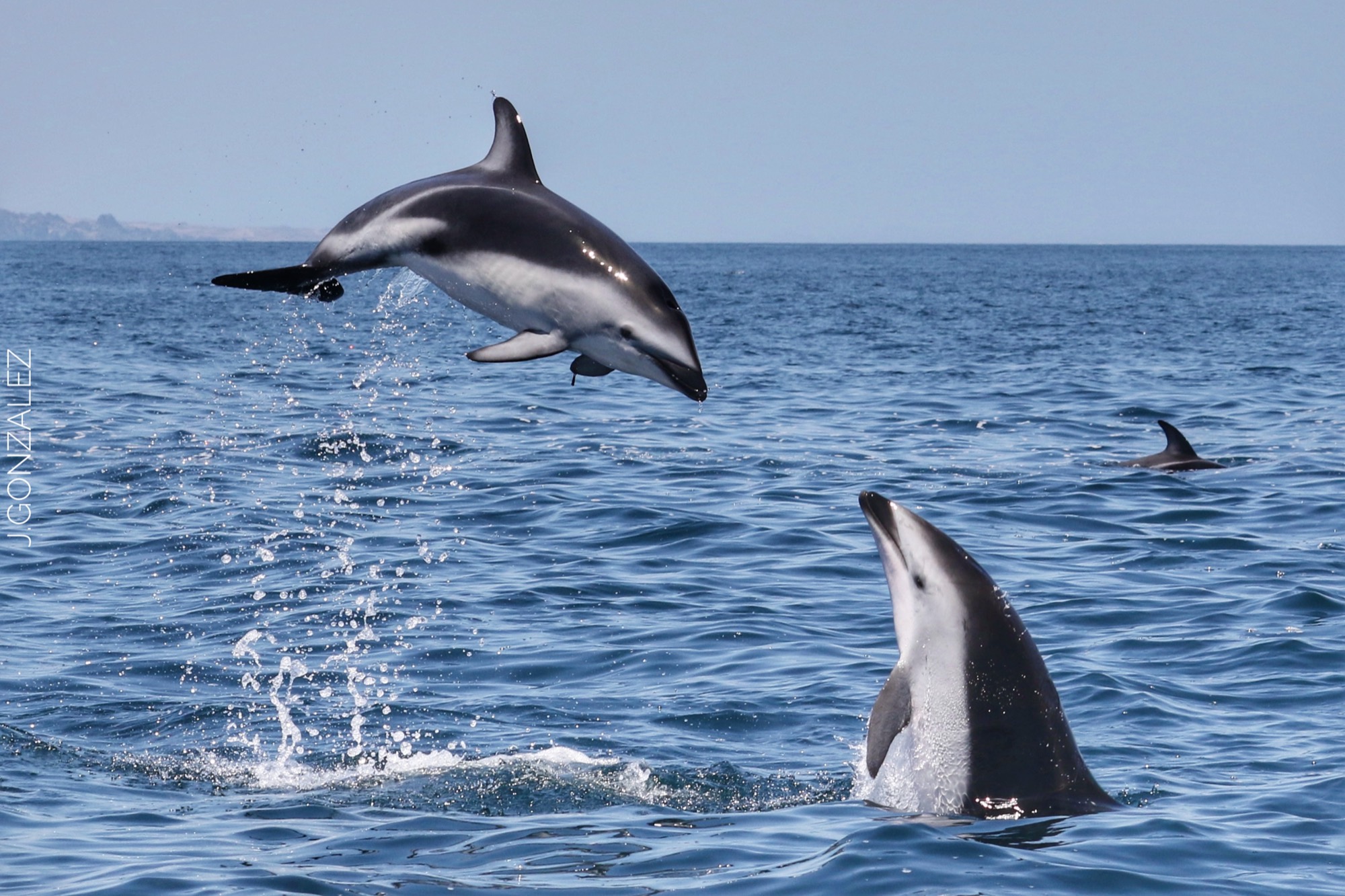 Delfines nariz de botella