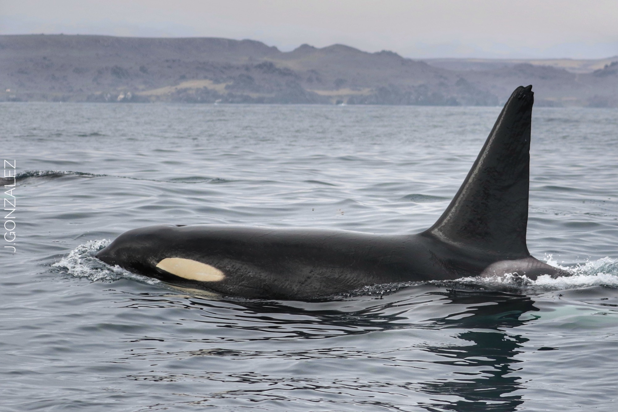 Orca navegando