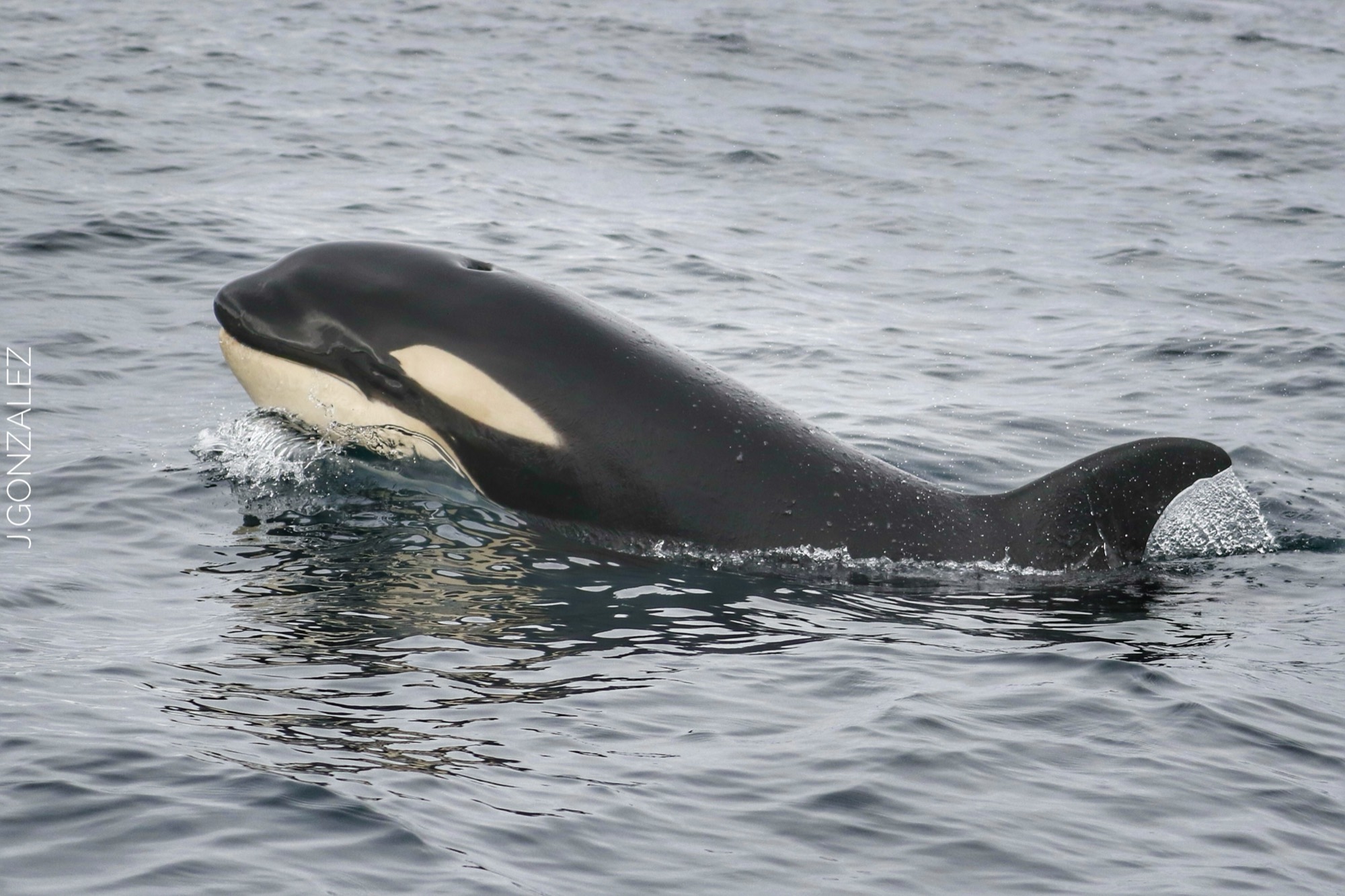 Orcas