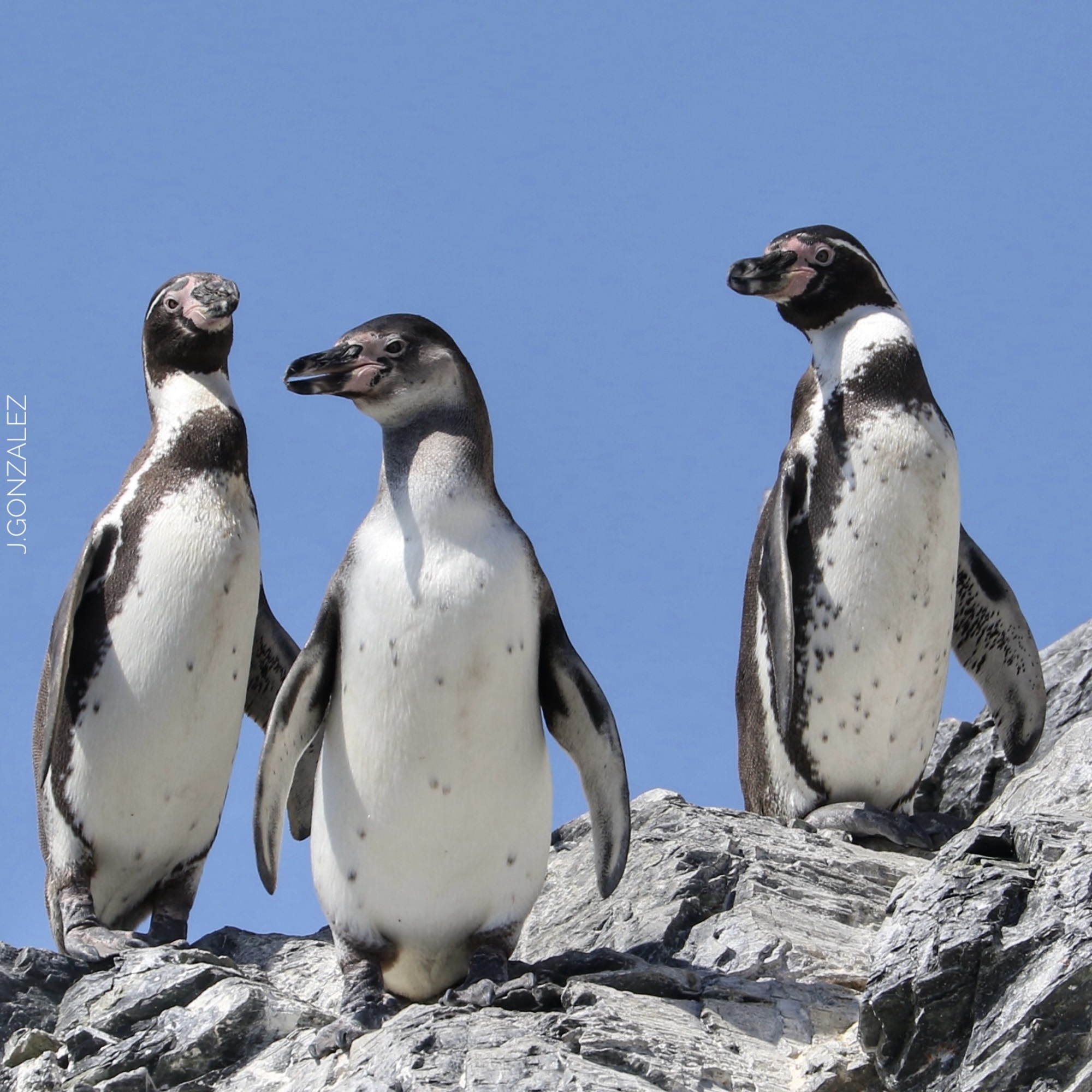 Pingüinos de Humboldt