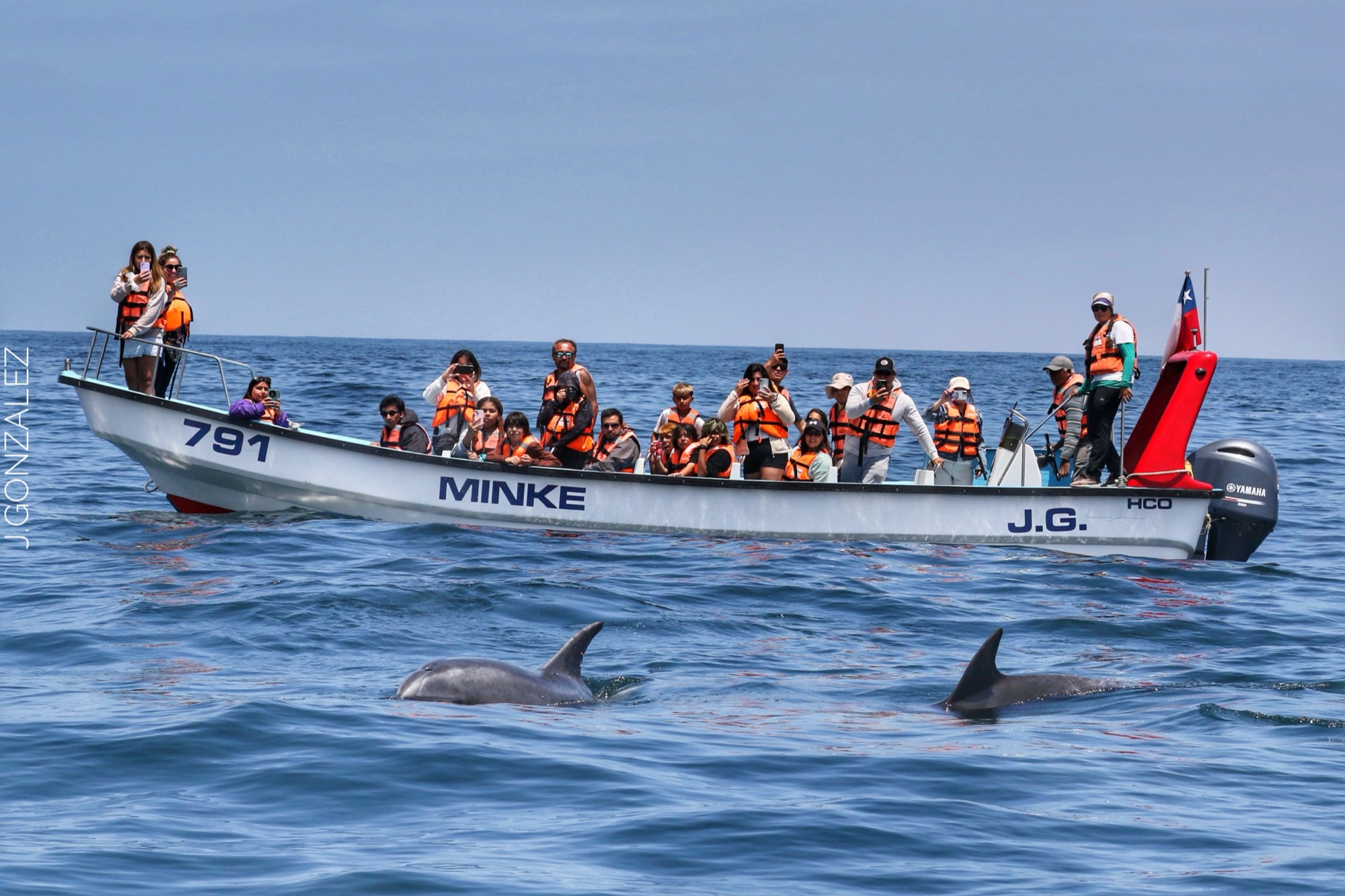 Navegación entre delfines